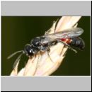 Mimesa lutaria - Grabwespe w04a 8mm OS-Wallenhorst-Tongrube-Lehmwiese - det.jpg